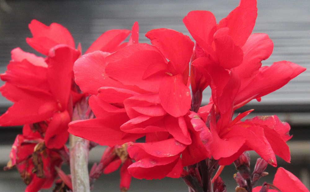 散歩の途中で真っ赤に咲いている「カンナ」を目にしました　鮮やかな赤い花で真夏を思わせるような花ですが開花時期は６月から今頃の１０月まで咲き続ける花のようです　大きな葉の間から鮮やかな花を咲かせるそうですがそばに黄色の花も咲いていました　白やピンクオレンジ等花色も変化に富み背丈も大きくなるそうです　きれいですが我が家の狭い庭では植えることのできない花で他所の庭で鑑賞させてもらうしかありません