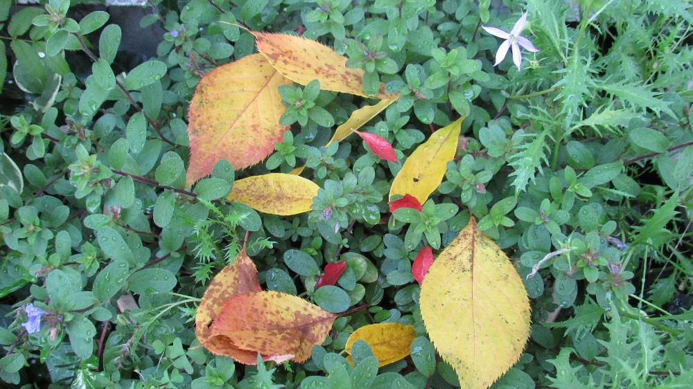 朝から冷たい雨が降っています　１０度を下まわるような寒さの日もあり周りの木々も色づいてきました　庭の藤や桜の葉が黄色になりドウタンがようやく紅くなり始めました　緑色のプランターの草花に落ちた黄色と紅の葉が秋を感じさせてくれています　植物の葉が紅葉するのは気温が低くなって光合成の効率が落ちることから起こる現象だそうです