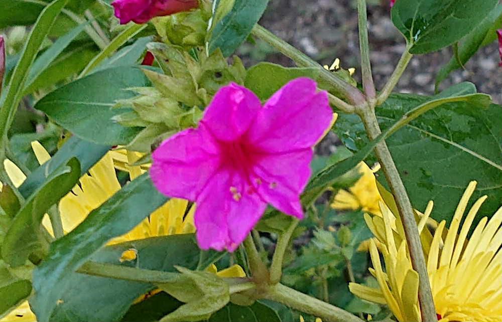 近所の庭の花壇にピンクの５枚の花びらをもつ「オシロイバナ」が黄色の菊の花に引き立ててもらうように咲いています「オシロイバナ」と面白い名前がついていますが黒い実を割ると白い粉があり　それがおしろいの粉のようなので名前がついたといわれています　花は夕方に開き翌朝まで咲いていて６月から１０月頃まで長く楽しめるそうです　花はピンクだけでなくオレンジや黄色　白などがあるそうです　咲いているとさわやかな香りも漂ってくるとか 臭覚の鈍い小生は何の匂いも感じませんでしたが