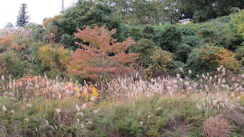 紅葉はまだまだです　連日冷え込んできたので紅葉を探しに出かけました　周りの山は少し色づき木々も紅葉が始まりましたが黄緑色の葉とオレンジの葉が混在しており紅葉が始まったばかりであることがよくわかります　漆山地区の珍蔵寺に紅葉を見に出かけましたがモミジが少～し色づき真っ赤になるまではもう少しかかりそうです　連休中あたりがきれいに色づく頃でしょうか