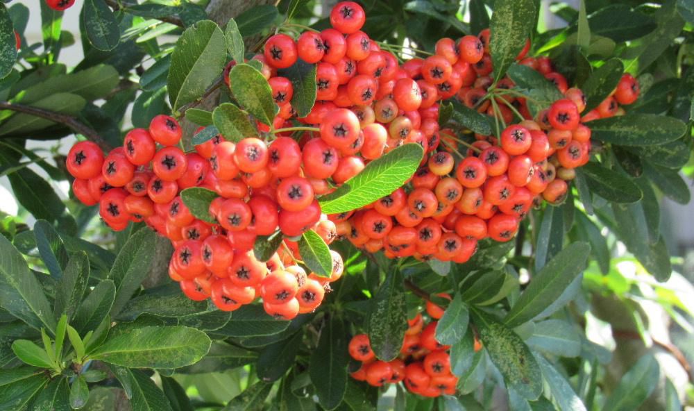 あまり背丈の高くない木に真っ赤な実がなっていました「ピラカンサ」でしょうか　５～６ｍｍの大きさで熟す前は毒性成分が含まれているそうですが寒くなると毒性が弱まり野鳥の餌となりついばんでいるのをよく見れるそうです　黄色やオレンジ色の実をつける品種もあるとか　秋の庭を彩る実の一つでしょうか