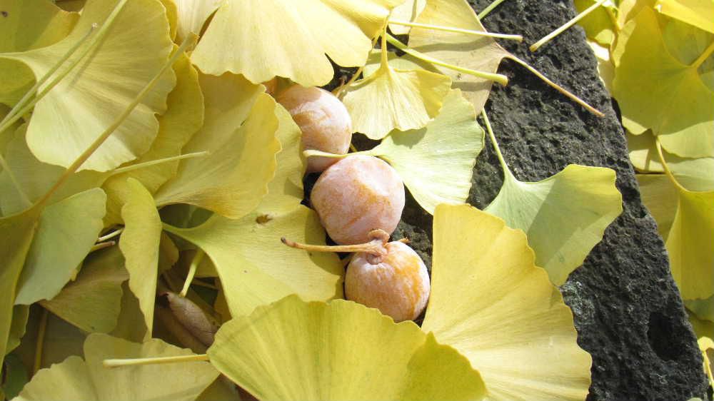 東正寺にある結城豊太郎翁の墓所に今年もたくさんの「ギンナンの実」が落ちていました　墓所一面にイチョウの葉が舞い降りその中に「ギンナンの実」がたくさん混じっており踏んでしまうと独特の異臭が漂ってきます　でも料理のギンナンはもちもちとした食感で茶碗蒸しに入っているのは格別です　落ちている実を洗って干してその上で殻をとるのですから手間のかかる食べ物です　友人から大きな白菜をいただきました　ふたり暮らしに持て余すほどの大きさですが　ギンナンもそうですが作った人のご苦労に感謝しながらいただこうと思います