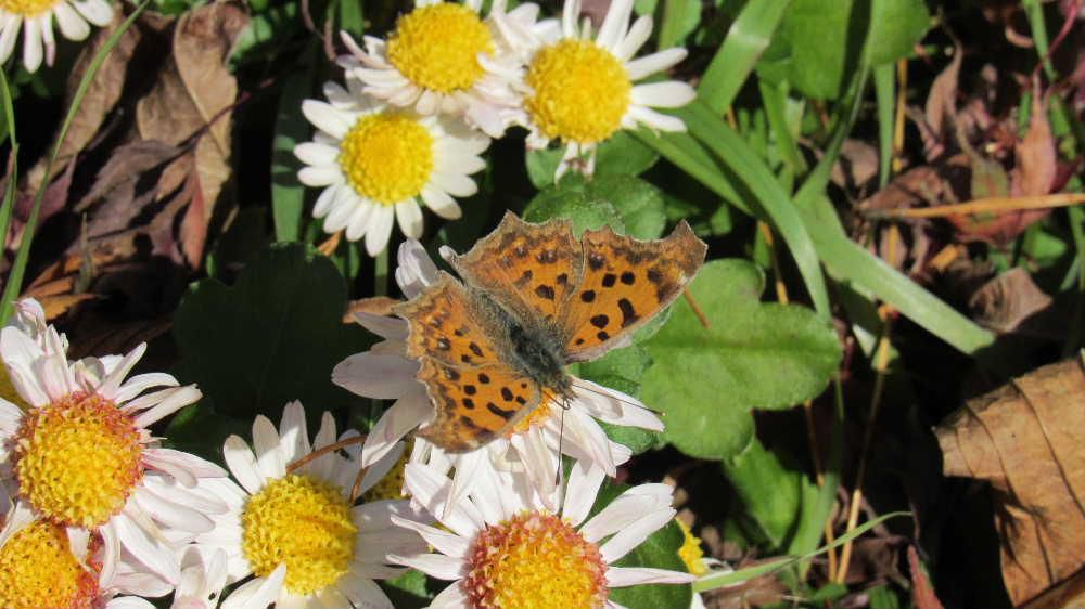 まもなく冬を迎えようとするこの時期でですが　わずかに咲いている花にとまっている蝶をみつけました　調べてみると「キタテハ（和名で黄立羽）」ではないかと思われます　翅はオレンジ色で褐色の縁取りと黒い斑点がありました　この蝶はサナギではなく成虫で越冬するそうですが物陰などにじっとして冬をのりこえるのだそうです　たまに日光浴をする姿を見ることもあるそうです　珍しい蝶の一つではないでしょうか