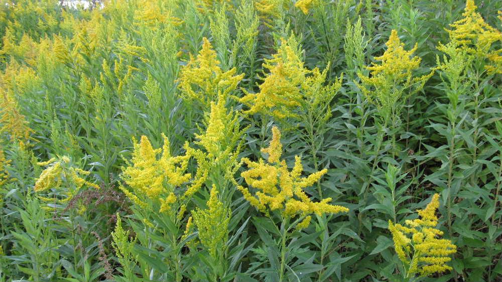 秋の代表的な「セイタカアワダチソウ」が今頃一斉に咲きほこっています　既に枯れた「セイタカアワダチソウ」がしおれているなかで背丈の低いセイタカアワダチソウがそちこちに咲いています　　今夏の猛暑のせいでしょうか　それとも短い秋で咲ききれなかった「セイタカアワダチソウ」が新たに芽をだしそれが一斉に咲き出したのでしょうか