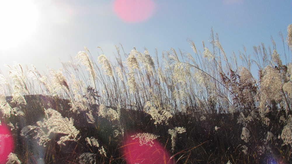 今日の夕方には雪が降りそうに寒くなりました　昨日の散歩で出合った夕日に輝くススキの穂は冬の到来を告げるかのように道路沿いに一面に風にゆれています　これが今年のススキの穂のみおさめでしょうか