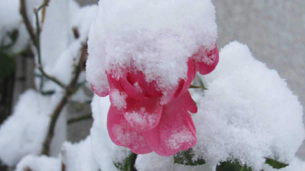 大雪になるのではとの予報に今朝は恐る恐る窓を開けましたがうっすらの雪にホッとしました　咲き残っている「バラ」の花やなんともう芽をだしている「ムスカリ」にも雪が少～しのっていましたがまだ本格的な積雪となりませんでした　球根の「ムスカリ」は今年初めて植えたものでこんなに早く芽をだすのだろうかと驚いています　青紫色の小さな宝石のような花がブドウのように咲く草花です　今から春を待ち焦がれています