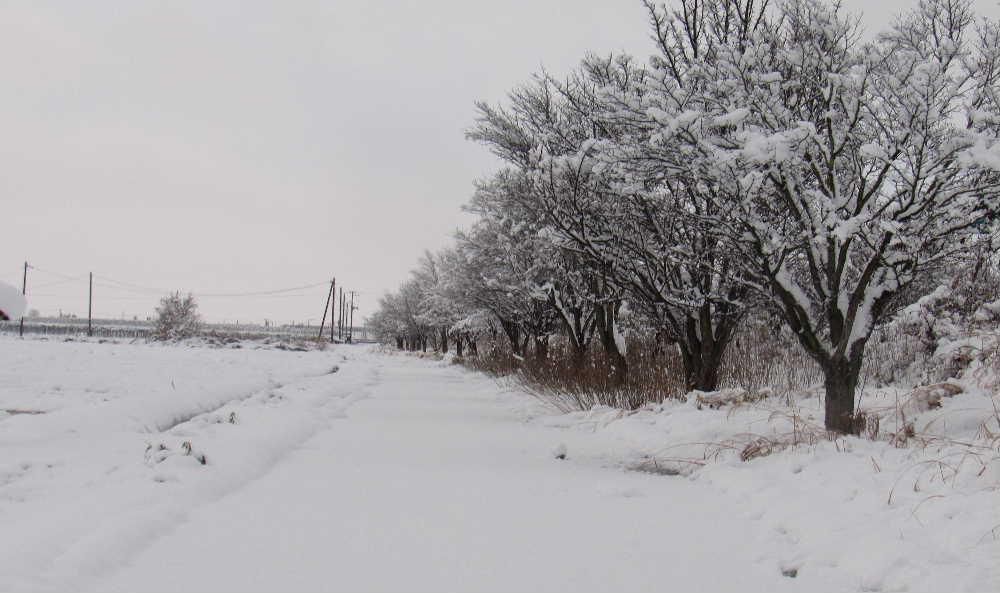ついに今冬初めて除雪車が出動しました　寝静まった早朝ブルトーザの音とガタガタとした振動で雪が積っていることを実感します　外を歩いてみると枯れた草木や汚れた道路咲いている小さな花も全て覆いつくし一面真っ白な風景を描き出しています　いよいよ来たかと身構えてしまいます　お年寄りにはきつい雪かきです
