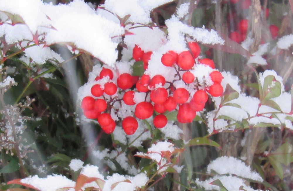 昨日の夕方に振り始めた雪は今朝起きたら３０～４０センチほどの積雪となりました　昨日降り始めた時に撮った雪を背負った真っ赤な「ナンテン」です　散歩中そちことにナンテンに実が真っ赤に実っています　正月飾りを彩る花木の一つです　今朝の雪で全てをすっぽりと雪で包み込みモノクロの世界になりました