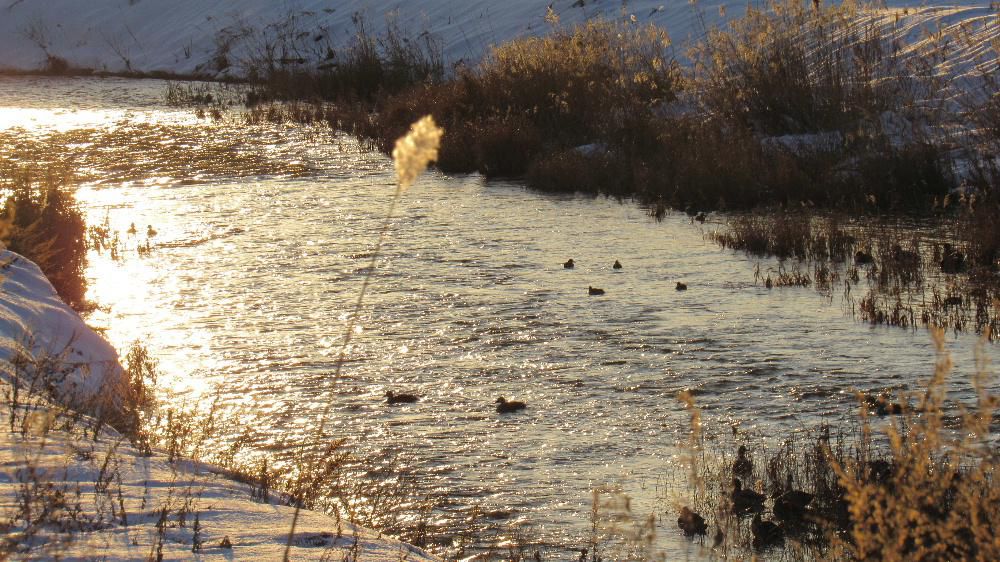 昨日の降雪も止み穏やかな天候になりました　いつもの散歩道で吉野川の堤防にのぼりました　夕日に照らされた川面にはカモの群れがゆったりと漂っていました　カモは敏感でちょっとした音でも一斉に飛び立っていきますのでなかなかシャッターチャンスがありません　望遠で遠くのカモの群れの一部を撮りました　ポツンと立っているススキ　オレンジの川面　ゆったりと泳ぐカモ　のどかな年末の風景の一コマです