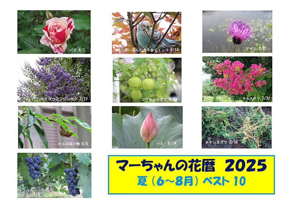 これまでにない猛暑の夏でしたがその暑さにも負けず次々と花を咲かせ実をならせ私たちをとの和ませてくれました　花暦2025夏のベスト１０です　夏真っ盛りの暑さで体重が２～３キロほどやせました　今ではまた元の体重に戻りました　暑い夏を想い出しながらご覧ください