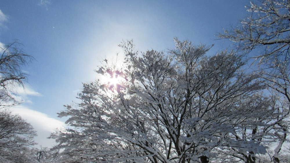 蒼い空と太陽と雪の花　冬の晴れ間を象徴するような風景の写真です　大雪や暴風雪の予報がはずれたかのように昨日は陽も射していました　雪を乗せた枝の隙間から西のそらに傾き始めた太陽が顔をのぞかせています　明日からは天気も穏やかになるのでしょうか　例年になく雪の少ない冬をもう少し享受させてください　