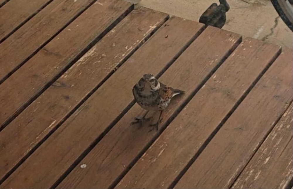 我が家に迷い込んだ「ツグミ」がなんと餌を食べてくれました　出口を探しバタバタと飛び回り私の姿を見るとすぐに飛び立ってしまうのですが　日中留守にしている間にさらに載せていた米やパンくずや白菜のくずがなんと食べられていたのです　なんとなく迷い込んだ頃はあっという間に逃げてしまっていましたが時折縁側のガラス戸越しに部屋の中を覗いているような表情を見せてくれるようになりました