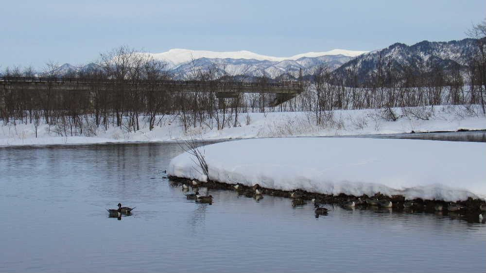 雪もやみ少し暖かくなってきました　所要の帰り道に米沢の水辺の楽校に白鳥を撮りに出かけました　早朝か夕方でないと白鳥に出会いことが難しく残念ながら白鳥を見ることができずたくさんのカモに出会いました　じっくりと見てみるとカモの羽ってきれいです　餌がほしいと足元に集まってきました　きっと夕方になるとねぐらにもどってくるのでしょうね