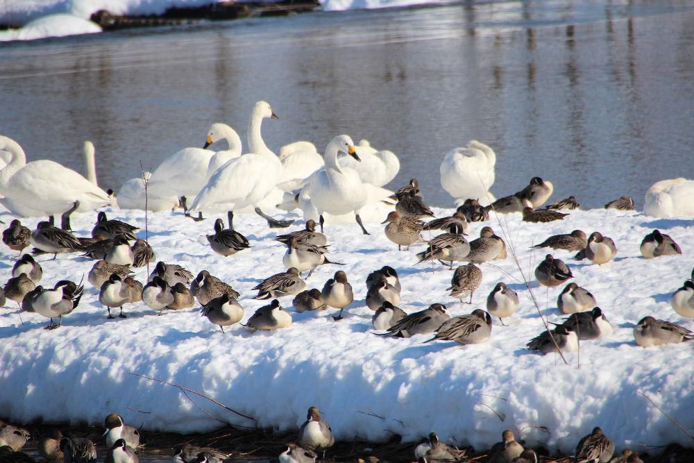 水辺の楽校でカモと白鳥が戯れているようです 餌場に集まった白鳥とカモの群れが何の違和感もなく雪の上で餌をついばんでいるのでしょうか 今年の写真ではありません 4年前に撮った一まです 今年もこんなに白鳥が来てるのでしょうか もう一度機会をみて撮影に出かけたいものです