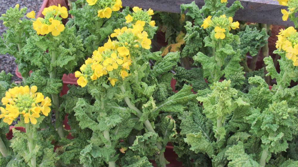 昨日の暖かさは異常で囲っているベランダはなんと30度もありました 高畠町の冬咲きボタン祭りの会場の一角のビニールハウスには啓翁桜と一緒に菜の花が咲いていました 菜の花が咲くまであと2か月 待ち遠しいです