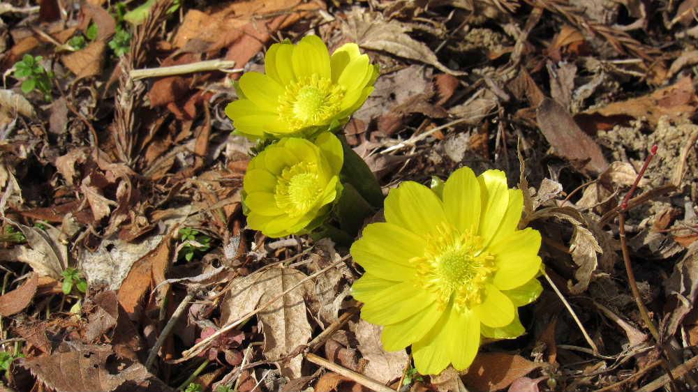 暖かさに誘われて春を迎えに行きました 　毎年春の花として　雪の解けた地面から一番最初に咲く烏帽子山八幡宮社務所南側斜面の福寿草　雪もなくなった土手にはたくさん花が咲いていました　毎年福寿草を見るのが楽しみで今年も３、４回咲いていなだろうかと出かけています　ようやく雪が消えて春が来たよと教えてくれました