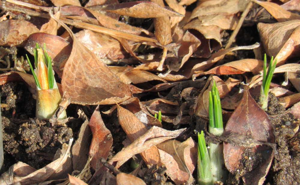 雨が周りの雪を一気に消しています　雪の消えた我が家の庭のクロッカスの芽が少～し黄色に色づいているような気がしました　雨に打たれ暖かな陽ざしでもうすぐ開花するのでしょうか　我が家の春一番はクロッカスです　