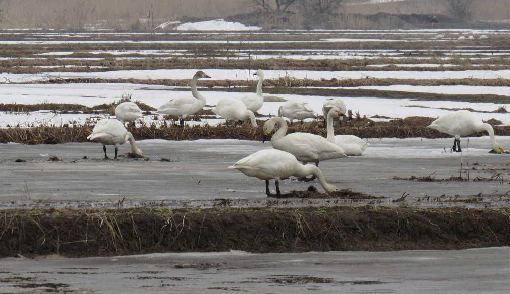 飛んでいる白昼を追いかけていくと　なんとすぐ近くのバイパスの東の雪の解けた田んぼに白鳥の群れを見つけました　今年は飛んでいる白鳥が少ないと感じていましたがなんとこんな近くにたくさんの白鳥を見かけ思わずシャッターを切りました　雪の解けた田んぼの落穂を拾って食べているのでしょうか　まもなく北へ帰る準備をしているのだろうか　いっぱい食べてしっかりと体力をつけて元気に北に帰る準備をしましょう