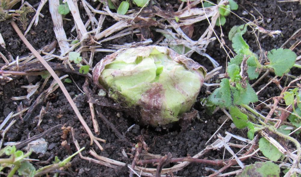 昨日は東日本大震災から１５年となった日です　あの時も寒く停電の中で一夜を過ごしたことを思いだします　寒い中ですが散歩の途中で近くの空き地で「フキノトウ」を見つけました　つい先日まで屋根の雪が積っていた場所で見つけた「フキノトウ」は雪に押しつぶされたように平らです　これから縦に伸びてくるのでしょうか　春が駆け足でやってきています