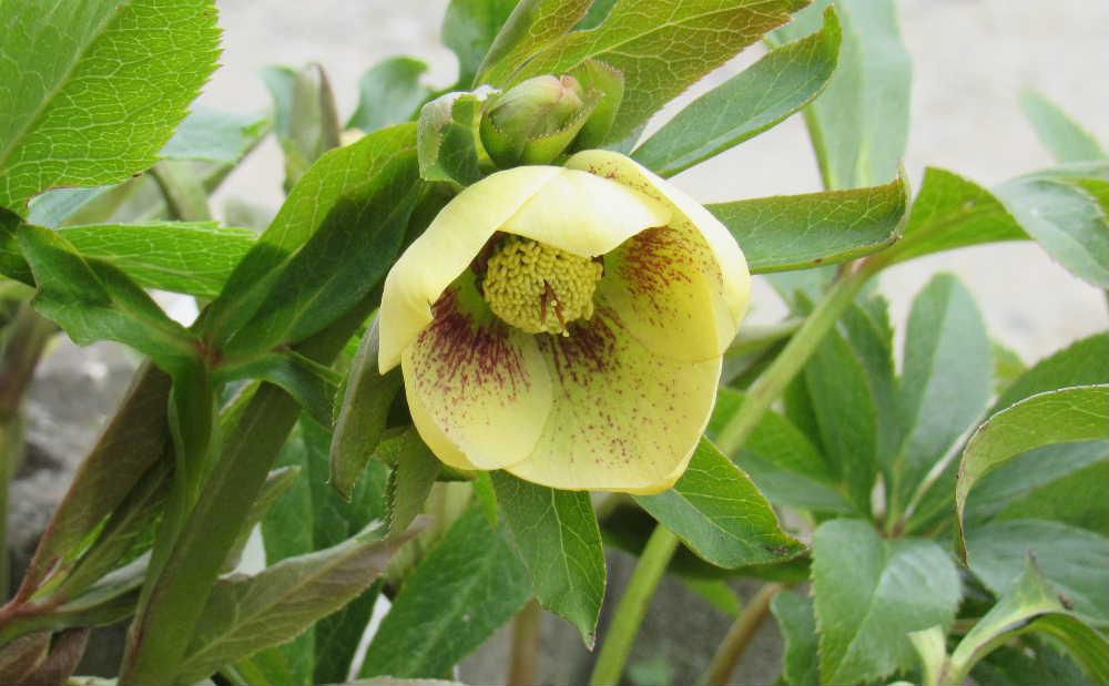 暖かさに誘われるように近所の庭にクリスマスローズが咲いていました　クリスマスローズは茎がなく、根茎から葉柄と花柄が別々に伸びる無茎種の多年草です　耐寒性の花で開花期が１月から３月と言われています　雪が解け始めると咲く花で　まさに早春の花です　ようやく暖かくなり「クリスマスローズ」の花が咲き始めたようです