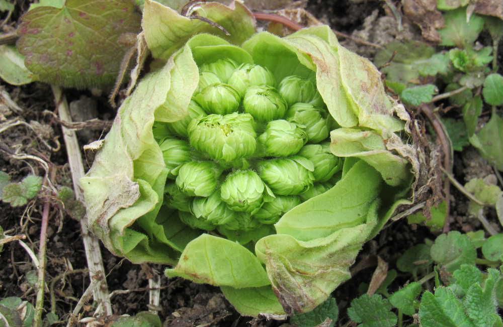 暖かさに促されて鮮やかな黄緑色のフキノトウが今にも花を咲かせようとしています　日に日に春の足音が高くなりもう冬に戻ることはないのでは