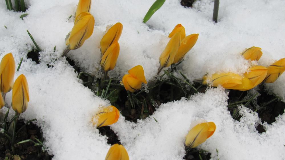 うっすらと雪が積もりせっかく咲いたクロッカスも雪に包まれています　昨夜からの強風が今も吹いていますが今は少し穏やかになりました　これから晴れてきそうですがすっかり春とは言えない今朝の様子です　