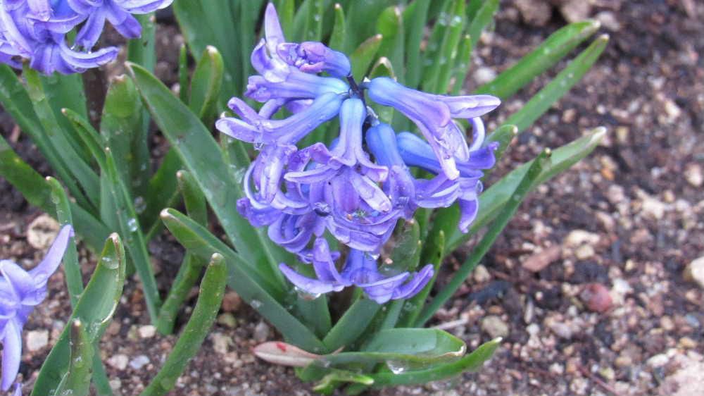 水をかけたのでしょうか「ヒヤシンス」かかった水滴が宝石のようにキラキラと輝きを見せ原種本来の青紫色の花を咲かせています　水耕栽培でよく見かけますが地植えのヒヤシンスは背丈も小さく花も可愛い大きさで庭を彩っていました　寒さに強く秋に球根を植えると寒さを感じることによって花芽ができるのだそうです　分球しないので増やすには特別の方法でないと増やせないそうです　日光が不足すると開花しないこともあるそうで育てるのがむずかしい花でしょうか