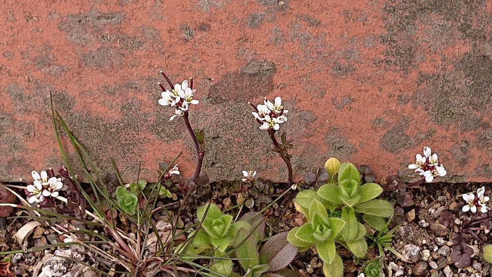 暖かさに誘われてナズナに似た雑草に５ミリほどの白い小さな花がいたる所に咲いています「タネツケバナ（種付花）」ではないかと思われます　名前の由来はイネの種もみを水につけて発芽の準備を促す苗代作りの頃に白い花を咲かせることから「種付け花」とつけられたと言われています　以前からよく見る雑草で「ナズナ」とばかり思っていました　「タネツケバナ」の開花とともに県内各地では種もみの準備が始まったと報道されています