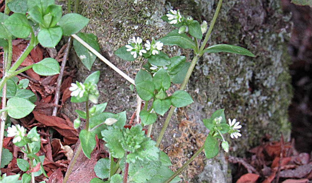 茎と葉の間に白い小さな花を付けている「ハコベ」を生け垣の下で見つけました　花びらは５枚ですが花びらの先が２つに深く切り込んでいるので１０枚の花びらのように見えました　はこべらとも呼ばれ親しまれており春の七草の一つになっているそうです　畑にもよく生えてくる雑草の一つですが　実は畑の豊かさの象徴とも言える存在です。だから他の雑草と同じようにハコベを取り除いてしまうのは　とてももったいないと言われています