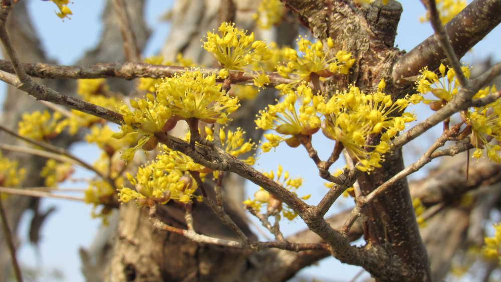 今朝は小雨が降りだしました　今日は一日雨模様です　先日近所の庭で葉が出ていないのに一本の木に小さな黄色の花をびっしりとつけた「サンシュユ」が陽に照らされて輝いていました　牧野富太郎博士は黄金色に咲く「サンシュウユ」を「ハルコガネバナ」呼んでいたそうです　花を見てなるほどと納得しました　秋には真っ赤な実をつける華麗な変身を遂げる花木です　小さな花ですがとてもかわいい花です