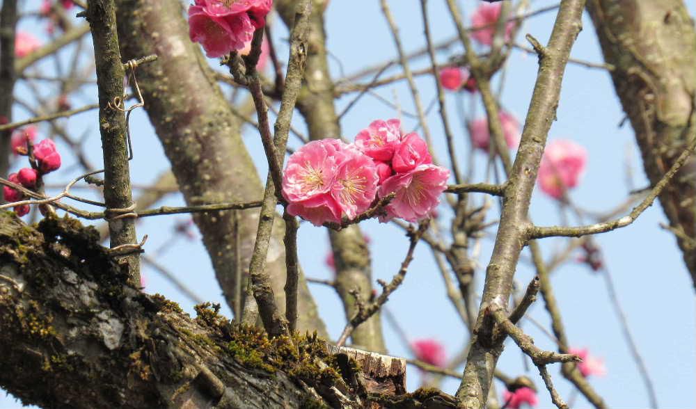 温かさに誘われて今年何度か通った烏帽子山八幡宮の梅がようやく開花しまちに待った梅の花と出会うことができました　八幡宮の参集殿前の庭園に数本の梅の木がありサクラより一足早く開花し水心子正秀の顕彰碑や二宮金次郎像を引き立ててくれています　桜はもう一息ですが桜に先駆けて梅の花見ができます梅が満開になるまでもう少しかかりそうです　それにしても懐かしいですね二宮金次郎像は