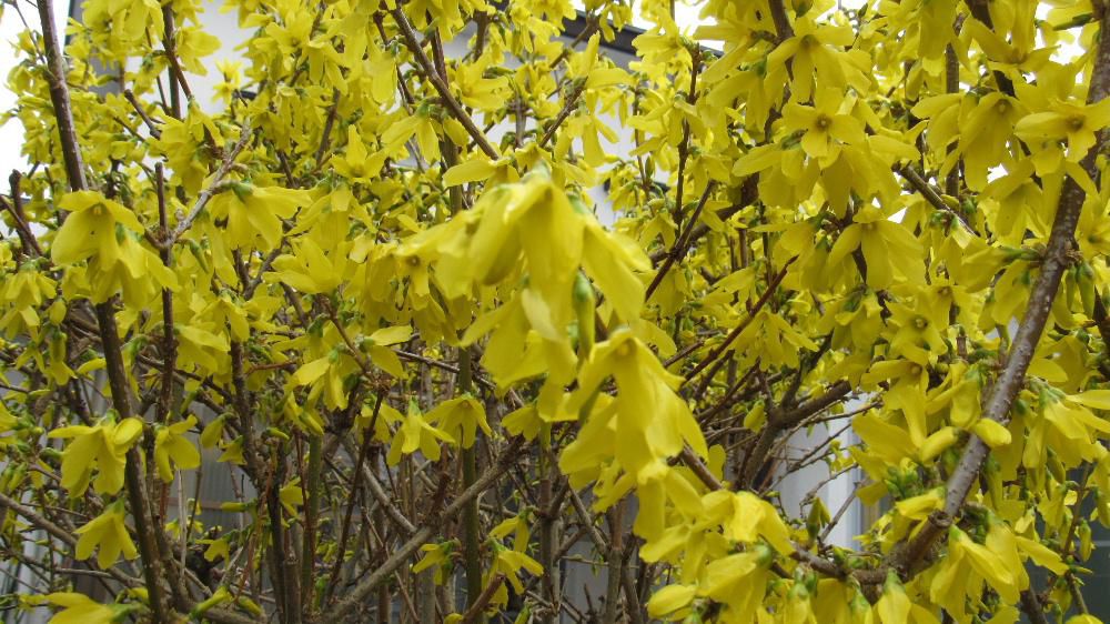４月１日　いよいよ新しい年度がスタートしました　薄曇りの天候ですが新年度のスタートを祝福するかのように庭の「レンギョウ」が満開になりました　初々しい緊張した人たちが学校や職場などで新しいスタートです　このブログも気持ちを新たにしてリスタートします　と言っていますが何も変わり映えもせず続けてまいります