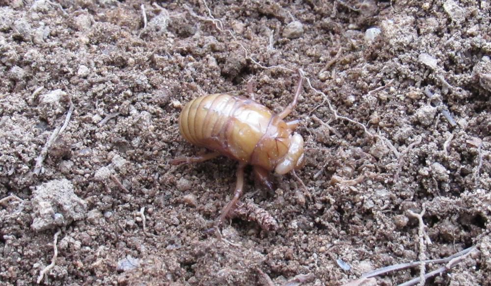 庭の増えすぎた「スズラン」を抜いて掘り起こしていたところ　セミの幼虫が出てきました「セミ」は7年間土の中で過ごすと言われていますが実際は１～５年だそうです　土の中から出てきた幼虫は何年目の「セミ」でしょうか　モゾモゾと動いていましたがかわいそうに思ってまた土に埋め戻しましたが成虫になるまで生きていてほしい地上にでて７日間ではなく２～３週間しか生きられないのだから