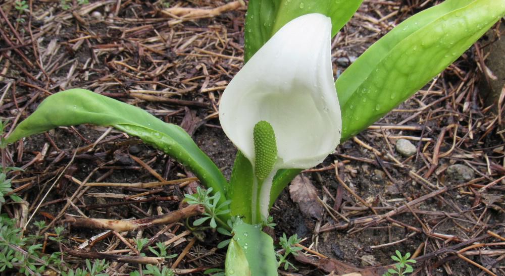 昨日は冷たい雨が降りちょっとだけ春が逆戻りしたかのような気温でしたが　裏の川べり（といっても隣の屋敷ですが我が家で独り占めしています）のミズバショウが今年も咲き始めました　心なしか花は小さめですがこれから大きく咲き楽しませてもらえるのではと待っています　