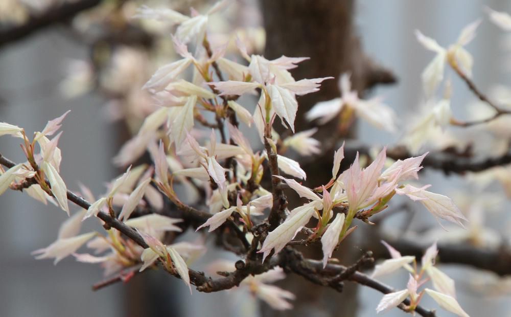 庭に白い花が咲いたように葉を芽吹かせた「メイプルレインボー」が春を告げています　暦の上では穀雨ということで春の最後ですがこれから様々な花が咲き乱れる季節となります　我が家の「メイプルレインボー」は淡いピンクから白　黄緑　緑と色が変わり紅葉の時期に黄色やオレンジ　赤とまさに虹のように葉の色が変わる花木です　一本で春から秋まで葉の色を楽しめる木で庭に一本あってもいい花木の一つです　こんどはいつ色が変わるのでしょうか