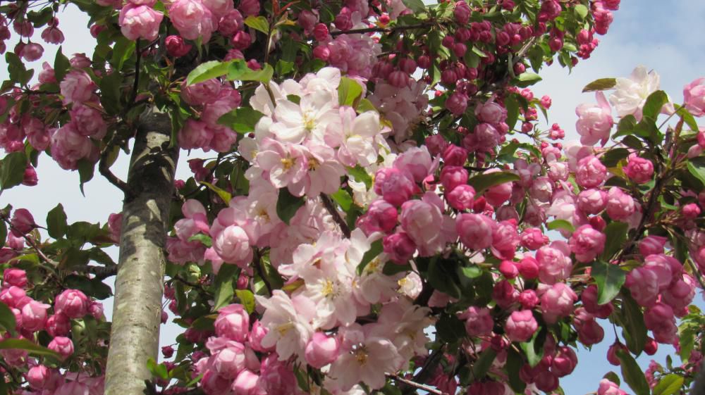 知人の庭に淡紅色の花を咲かせる花木がありました「カイドウ」と教えていただきましたが「ハナカイドウ」「スイシカイドウ」「キンカイドウ」などの別名で呼ばれることもある春の花木でリンゴやモモに似たピンクの花が3分咲きにびっしりと咲いていました　花の後にはリンゴに似た赤い実をつけるそうですが雄蕊が退化している花が多いため　めったに結実しないそうです　紅の蕾が開花するとピンクに変わり徐々に色が薄くなり白い花弁に変わり散り際に葉が生えてくる種類もあるそうです植えてみたい花木です　