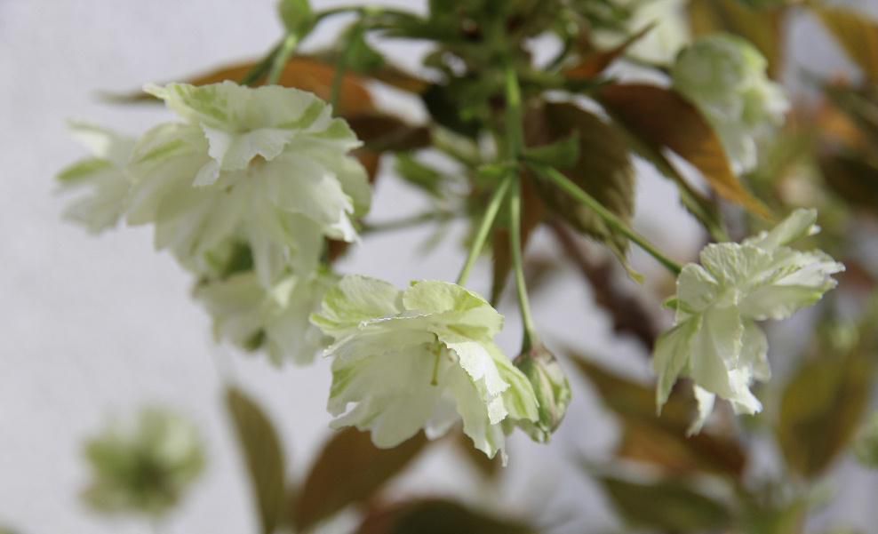 烏帽子山公園の桜が散り緑の葉も芽生えてきました　春から初夏へ季節が変わろうとしています　我が家の鉢植えの御衣黄という桜がようやく開花しました　今年は例年よりは早めの開花となりました 江戸時代からあった桜で「御衣黄」という名前は貴族の衣服の萌黄色に近いところかっら命名されたと言われています　花の色は黄緑色から徐々に白くなり　やがて花びら全体がピンクへと次第に変わっていき　一本の木で緑 白 ピンクの共演が楽しめるとても変わった桜です　爽やかな初夏を感じさせてくれる春と夏を結んでくれる花でしょうか