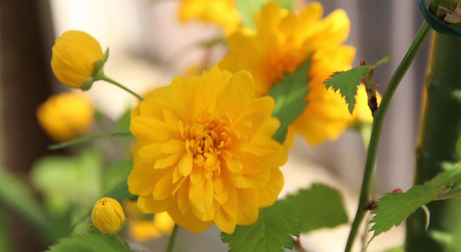 挿し木をして育てた「ヤマブキ」が一斉に黄色の花を咲かせています　ふっくらとした八重の「ヤマブキ」が風に揺れています　伸びた細い枝が細くしなやかで風に揺れて動く様子から「山振（やまぶり）」とよばれていたものが「ヤマブキ」と呼ばれるようになったそうです　葉の間から伸びた枝の先に一つだけ花を咲かせ俺の場所はここだと言わんばかりに咲いています