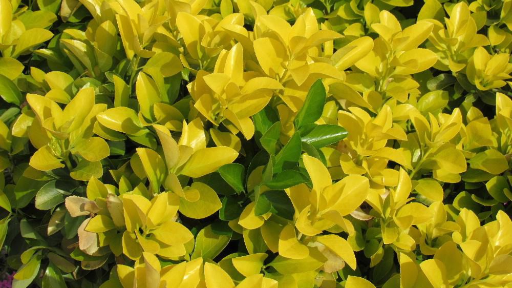 新芽が鮮やかな黄金色の美しい「黄金マサキ」が知人宅の庭で太陽の陽をあびてきれいに輝いていました　まさに黄金の色です　マサキの仲間で垣根などによく植栽されているそうですがこんなにきれいな黄色のマサキは初めてで思わず写真を撮りました　まさに金色で何か幸せが訪れてきそうな樹木です　このお宅はきっと幸せな家庭なんだろうと勝手に想像しながらお茶をごちそうになりました