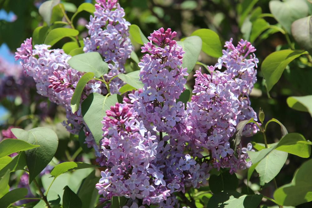 初夏の季節を迎えようとしていますが鉢植えの「ライラック」は花芽もつかず今年は開花しません　近所の庭の白と赤紫色の「ライラック」が開花していました この花木は寒冷地でも育つということで札幌の「ライラック祭り」が有名で５月中旬に毎年行われています　フランス語で「リラ(Lilas)」と呼ばれており日本ではどちらも知られている花です   我が家のライラックが花を咲かせてくれないのは昨年のあの猛暑のせいだったのかなあ？