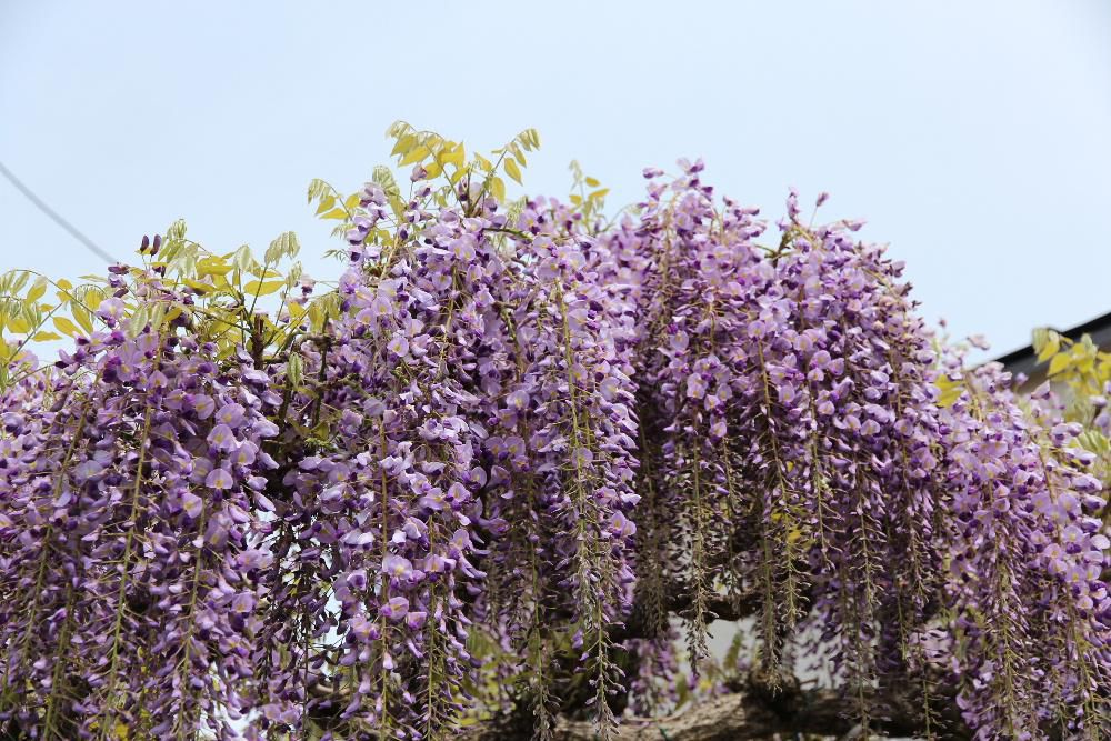 我が家の「フジ」の花が開花しました　いつもの年より早い開花で花といっしょに葉も芽生えています　庭に植えてはいけない花木の一つだそうです　成長が早く根の広がりは建物を動かすほどで　枝の手入れをしないと手が付けられないほどつるが広がり花の美しさとは裏腹に枝の管理や花の後の摘み取りなど手がかかる花木です　でも咲いている花はみごとで今年も数百個さいてくれました