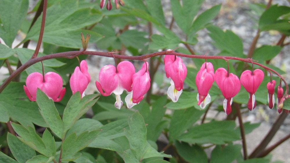 散歩の途中で枝に吊り下げられているように咲いている可愛い花と出会いました　釣り竿にタイが吊り下げられているようなユーモラスな形から「タイツリソウ」と呼ばれています　花の形もハートの形していて可愛いのですが鮮やかな赤と白（写真ではあまり鮮やかに写ってはいませんが）の色合いがとてもいいですね