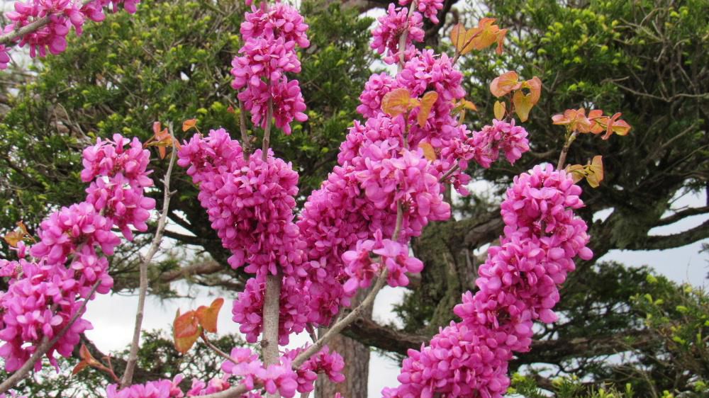 赤紫色の小さな花が密集して枝についており　枝先に葉が芽を出している「ハナズオウ」が散歩道で庭を彩っているのを見つけました　枝から直接花をつけており枝はあまり横に広がらずほうき状で株立ちに近い樹形です　花の後にハート型の葉をつけるのだそうです　花もかわいいのですがきっと葉も可愛いのでは