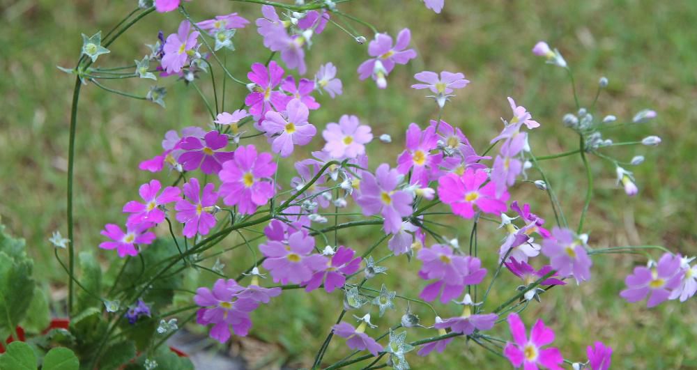 日本さくら草