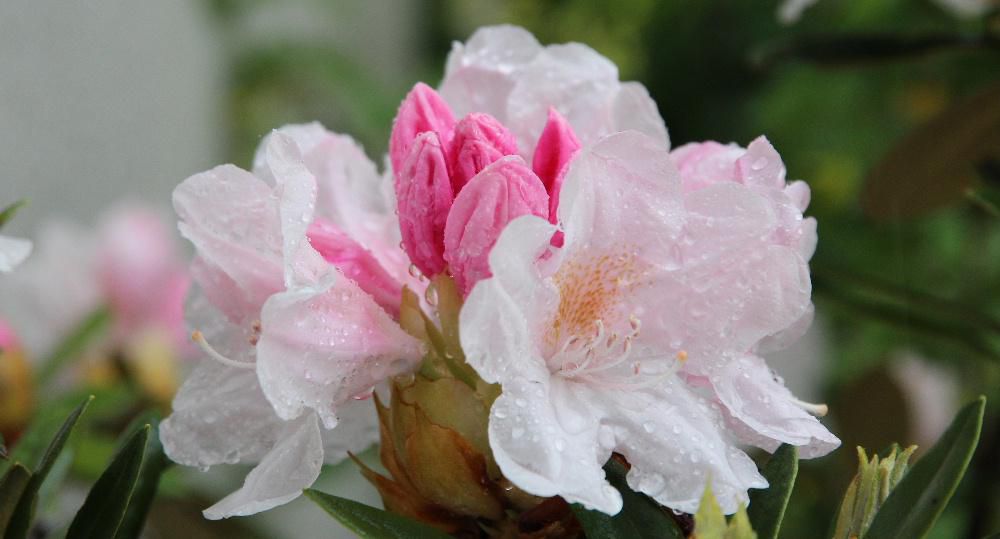 昨日午後から雨が降り出し雨に濡れた鉢植えの「シャクナゲ」 　 夏を感じさせるように白い花を咲かせています　２０数年前にシャクナゲ展が行われた時にいただいた鉢植えで手入れも分からず植えっぱなしにしていますが毎年花を咲かせてくれます　日本では高山でしか自生しておらず平地では育ちにくく入手が困難な花木で貴重な植物であることから「高値の花」呼ばれていたそうです　今ではどこの庭でも見ることができるようになりました