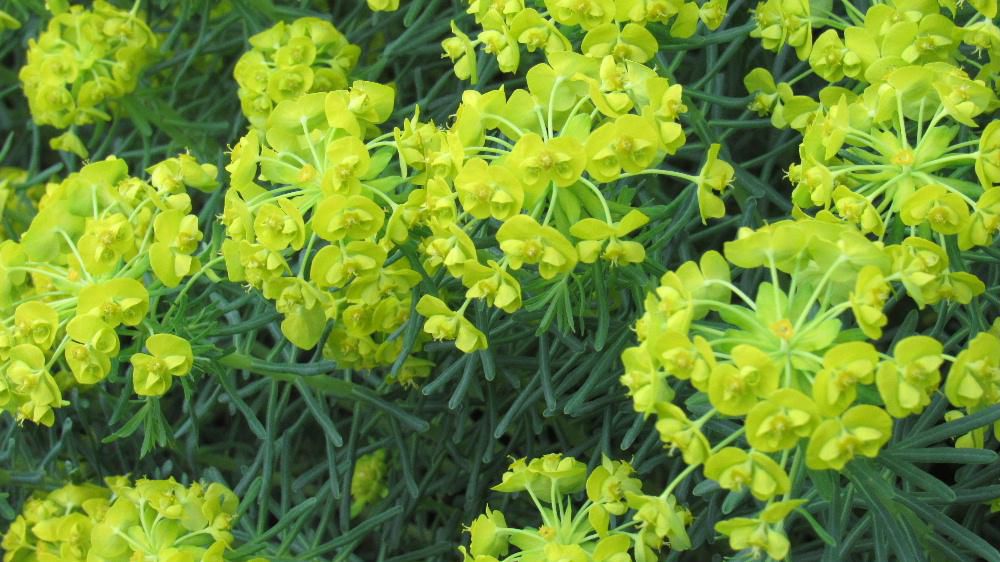 「ユーフォルビア カラキアス」と舌を噛みそうな名前と知人から教えてもらいました  杯状の花序（かじょ　花の付き方や並び方を表す園芸専門用語）と呼ばれる花を包む苞葉が花びらの様になっていると解説されています　苞と花芯の色合いが美しく、シルバーグリーンの葉は冬も常緑を保ち　花のない季節もカラーリーフとして使うことができるそうです　よくわかっていませんが緑色のきれいな植物ですねえ