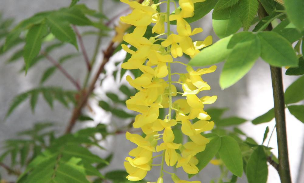 今朝の花は「キングサリ（キバナフジと呼ばれている）」です　今朝も昨日に続いて晴天　陽の光を浴びて「キングサリ」が花を咲かせています　英語名で「golden chain tree1」でまさに金色の花です　フジのようにつる性ではなく斜め上方に伸びた枝から花の房が垂れ下がって咲いています　知人から一枝いただいて挿し木して育てた花木ですが大きく育ててくれず花は今年も７つです　暑さが苦手で種には毒性もあるという扱いにくい花木です