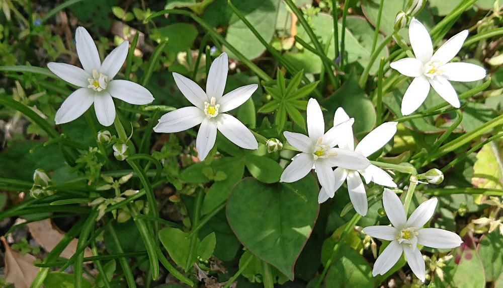 春遅くに咲く花「オオアマナ」が友人の庭に咲いていました　星形の白くかわいらしい花です　花がユリ科のアマナに似ているのが名前の由来といわれています　花びらの内側は純白で外側は緑で　つぼみの時と色合いが変わっているそうです　王冠のようなおしべが魅力的です 英語名はStar of Bethlehem（ベツレヘムの星）はイエス・キリスト生誕の夜に光り輝いた星に由来するそうです