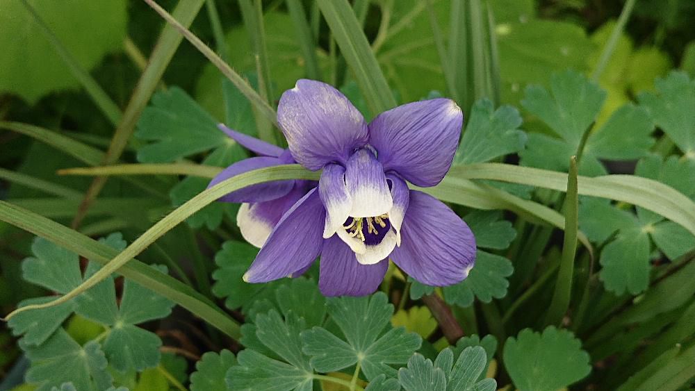 一昨日友人の庭で見た「ミヤマオダマキ」昨日は同じ花を知人の庭で見せてもらいました　葉が三つに分かれ根元にまとまってつき、芽の中心から花茎を伸ばして花を咲かせます　赤紫色と青紫色の花がありましたが白い花もあるようです寒さに強くひとりでにどんどん増えていくんですよと語っていました