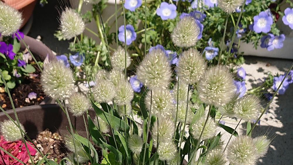 知人の玄関先に鉢植えされた可愛らしい「バニーテール」を見せてもらいました　ウサギのしっぽにようなふわふわした尾が冬越しをした春に尾が開花したそうです　風通しがよく日当たりと水はけがよい場所でよく育ち 暑さや寒さに強く　水やりや肥料の手間もほとんどかからず 初心者向けの植物だそうで私にピッタリでしょうか